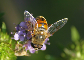 Mistbiene (Eristalis tenax) - © Emanuel Trummer